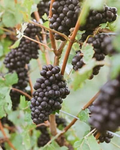 Fruits, Vegetables, & Herbs